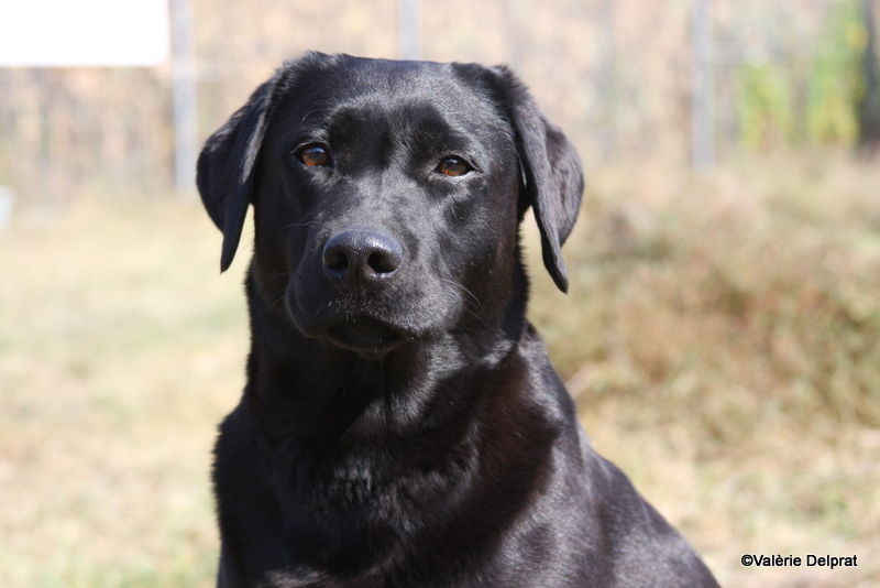 Field Erstein 09 (85).JPG